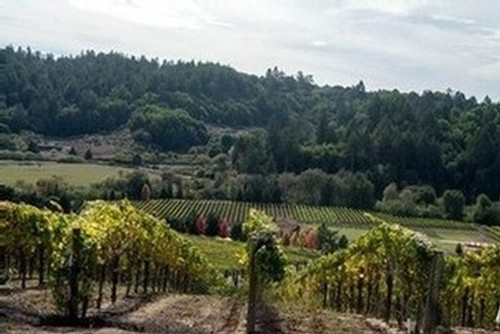 Freestone Hill Vineyard Photo